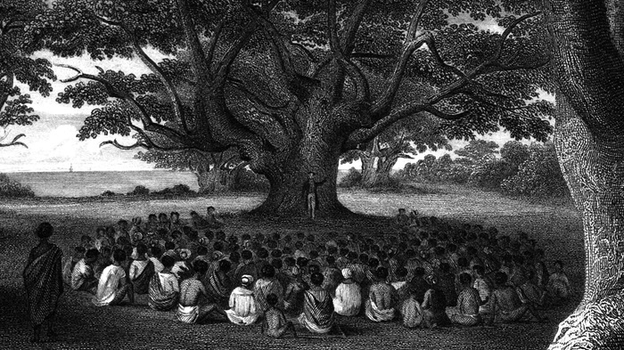 Ulukukui Grove Pilaa Kauai 1830s